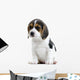 Beagle Puppy Wall Decal