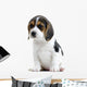 Beagle Puppy Wall Decal