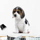 Beagle Puppy Wall Decal