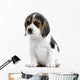 Beagle Puppy Wall Decal