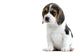 Beagle Puppy Wall Decal