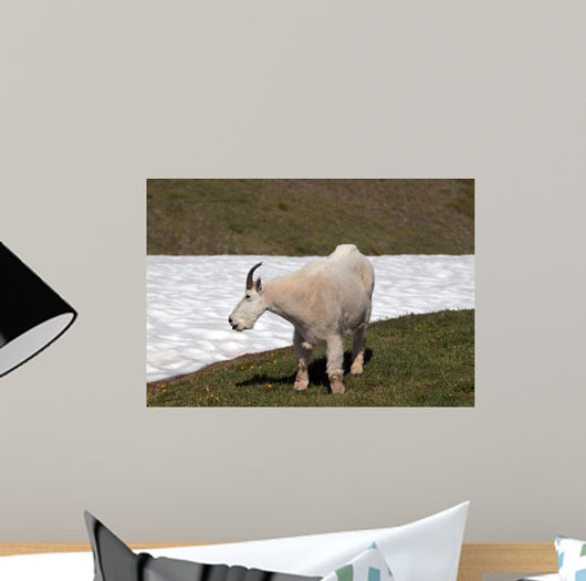 Male Bily Mountain Goat (Oreamnos Americanus) on Hurricane Hill / Ridge snowfield in Olympic National Park in Washington State USA Wall Mural