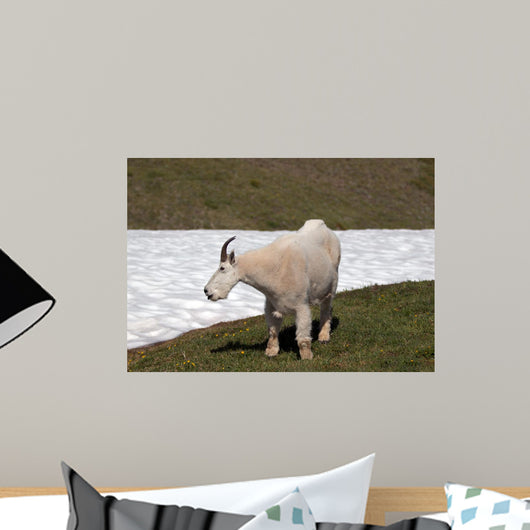 Male Bily Mountain Goat (Oreamnos Americanus) on Hurricane Hill / Ridge snowfield in Olympic National Park in Washington State USA Wall Mural