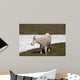 Male Bily Mountain Goat (Oreamnos Americanus) on Hurricane Hill / Ridge snowfield in Olympic National Park in Washington State USA Wall Mural