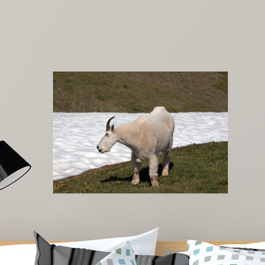 Male Bily Mountain Goat (Oreamnos Americanus) on Hurricane Hill / Ridge snowfield in Olympic National Park in Washington State USA Wall Mural
