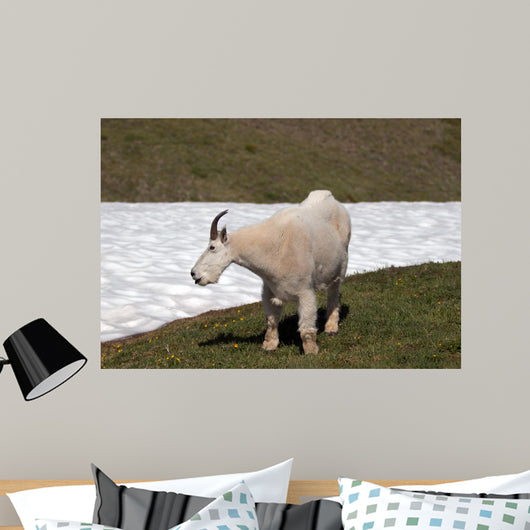 Male Bily Mountain Goat (Oreamnos Americanus) on Hurricane Hill / Ridge snowfield in Olympic National Park in Washington State USA Wall Mural