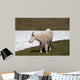 Male Bily Mountain Goat (Oreamnos Americanus) on Hurricane Hill / Ridge snowfield in Olympic National Park in Washington State USA Wall Mural