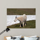 Male Bily Mountain Goat (Oreamnos Americanus) on Hurricane Hill / Ridge snowfield in Olympic National Park in Washington State USA Wall Mural
