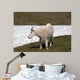 Male Bily Mountain Goat (Oreamnos Americanus) on Hurricane Hill / Ridge snowfield in Olympic National Park in Washington State USA Wall Mural