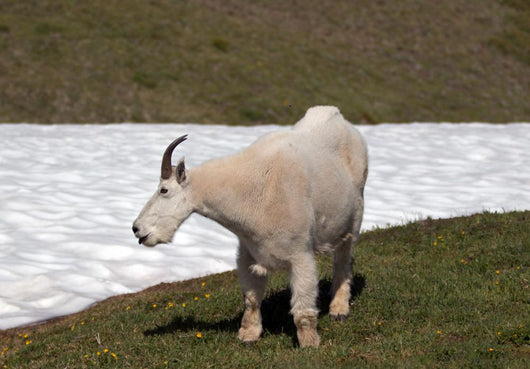 Male Bily Mountain Goat (Oreamnos Americanus) on Hurricane Hill / Ridge snowfield in Olympic National Park in Washington State USA Wall Mural