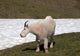 Male Bily Mountain Goat (Oreamnos Americanus) on Hurricane Hill / Ridge snowfield in Olympic National Park in Washington State USA Wall Mural