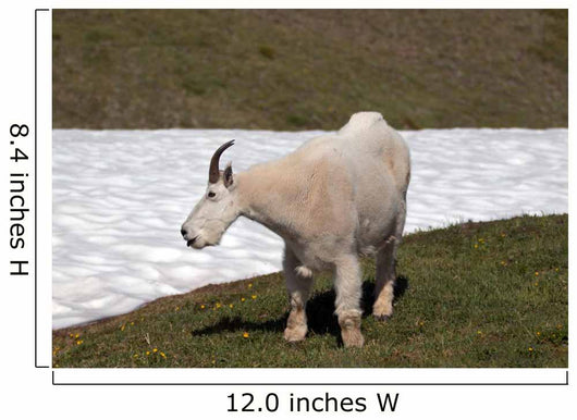 Male Bily Mountain Goat (Oreamnos Americanus) on Hurricane Hill / Ridge snowfield in Olympic National Park in Washington State USA Wall Mural