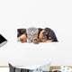 Sleeping rottweiler puppy hugging newborn kitten. Isolated on white Wall Decal