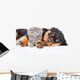 Sleeping rottweiler puppy hugging newborn kitten. Isolated on white Wall Decal