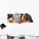 Sleeping rottweiler puppy hugging newborn kitten. Isolated on white Wall Decal