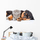 Sleeping rottweiler puppy hugging newborn kitten. Isolated on white Wall Decal