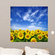 sunflower field Wall Mural