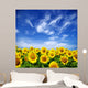 sunflower field Wall Mural