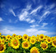 sunflower field Wall Mural