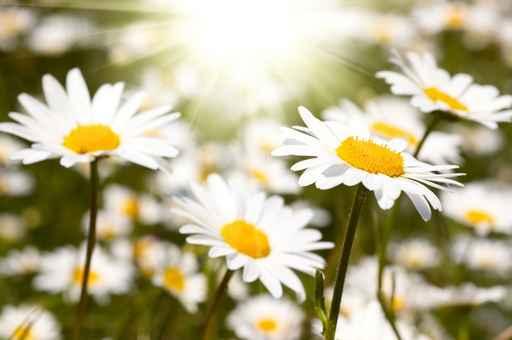 Chamomile Field Wall Decal