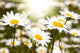 Chamomile Field Wall Decal