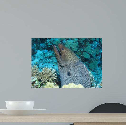 Giant Moray Gymnothorax Javanicus Wall Decal