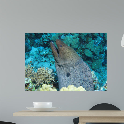 Giant Moray Gymnothorax Javanicus Wall Decal