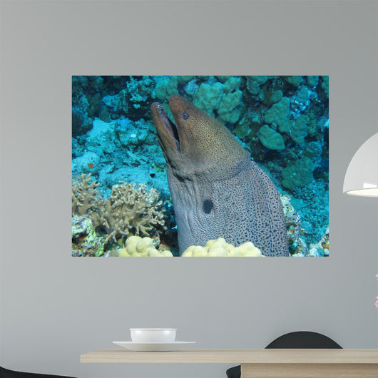 Giant Moray Gymnothorax Javanicus Wall Decal