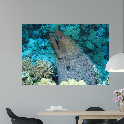 Giant Moray Gymnothorax Javanicus Wall Decal