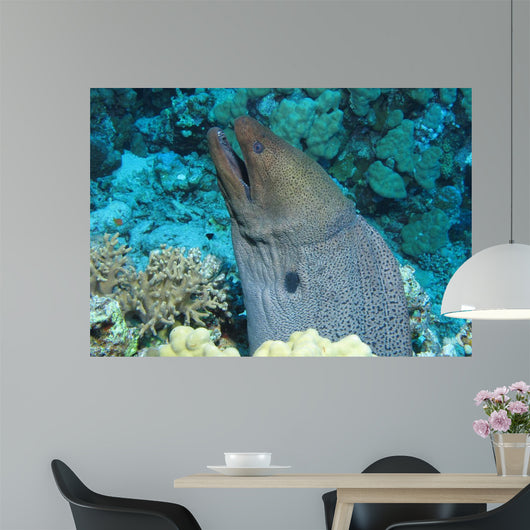 Giant Moray Gymnothorax Javanicus Wall Decal