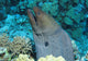 Giant Moray Gymnothorax Javanicus Wall Decal