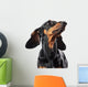 Portrait of dachshund isolated on white Wall Decal