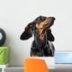 Portrait of dachshund isolated on white Wall Decal