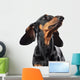 Portrait of dachshund isolated on white Wall Decal