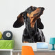 Portrait of dachshund isolated on white Wall Decal