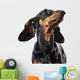 Portrait of dachshund isolated on white Wall Decal