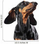 Portrait of dachshund isolated on white Wall Decal