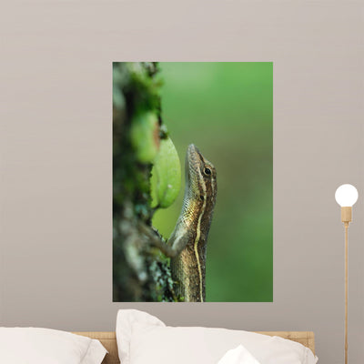 Anole Wall Mural shown on a wall