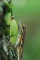 Anole Wall Mural
