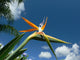 bird of paradise flower Wall Mural