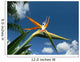 bird of paradise flower Wall Mural