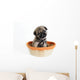 Pug Puppy in Basket Wall Mural
