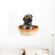 Pug Puppy in Basket Wall Mural