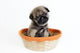 Pug Puppy in Basket Wall Mural