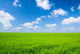 Meadow and Blue Sky Wall Decal