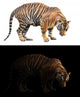 bengal tiger in dark and white background Wall Decal