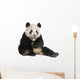 Giant Panda (18 months) - Ailuropoda melanoleuca Wall Decal