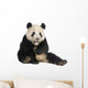 Giant Panda (18 months) - Ailuropoda melanoleuca Wall Decal