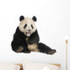 Giant Panda (18 months) - Ailuropoda melanoleuca Wall Decal