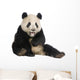 Giant Panda (18 months) - Ailuropoda melanoleuca Wall Decal